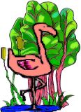 Chard Swiss , Flamingo Pink (Rosa) 'Beet leaf'